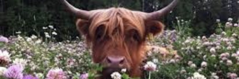 Maybe: Hummy ✨ banner