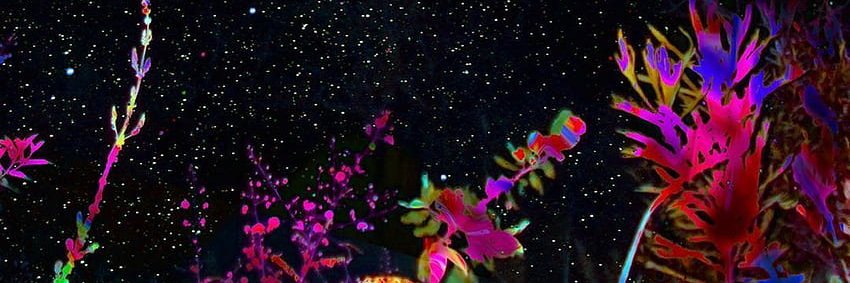 MACAR0MI's profile banner image
