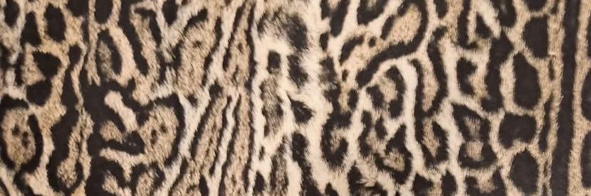 ThisYellaBone_'s profile banner image