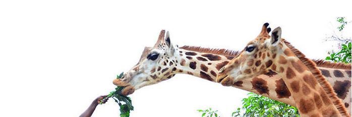 phiniasmushayi's profile banner image