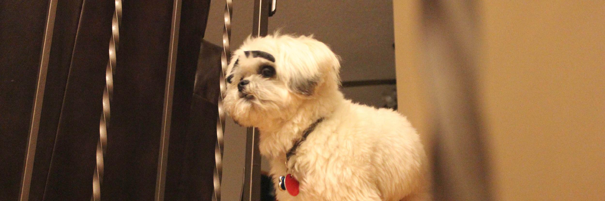 dogwitheyebrows's profile banner image