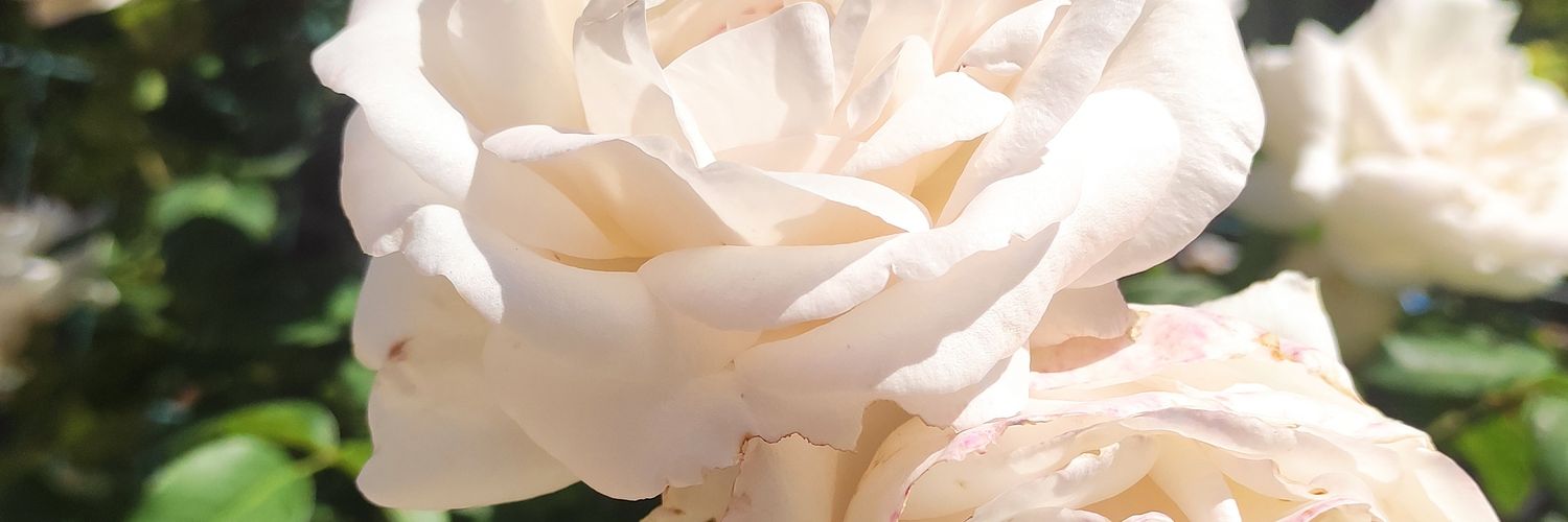 ainaraina's profile banner image