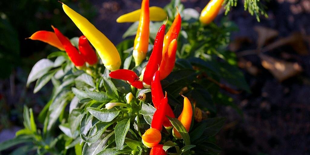 Hot Pepper Communications banner