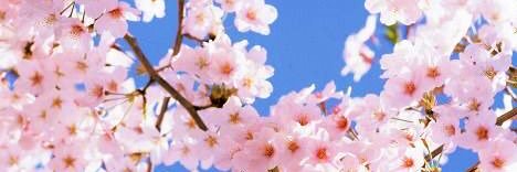 t banner