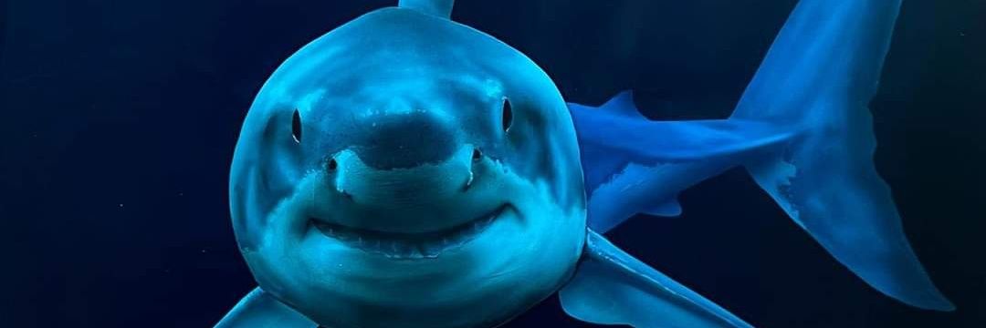 greatwhite131's profile banner image