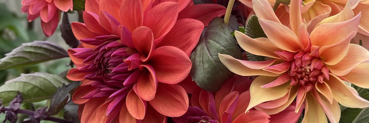 Kelly Rawlings, MPH, PWD banner