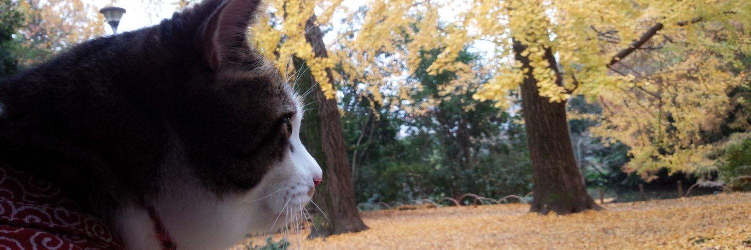 ねこ🪽✨️⛸️✨️🐈️ banner