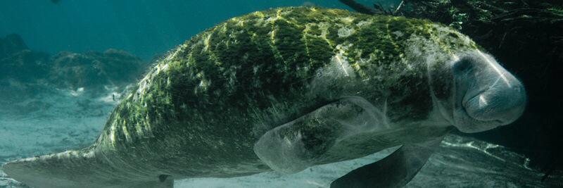 WManatee's profile banner image