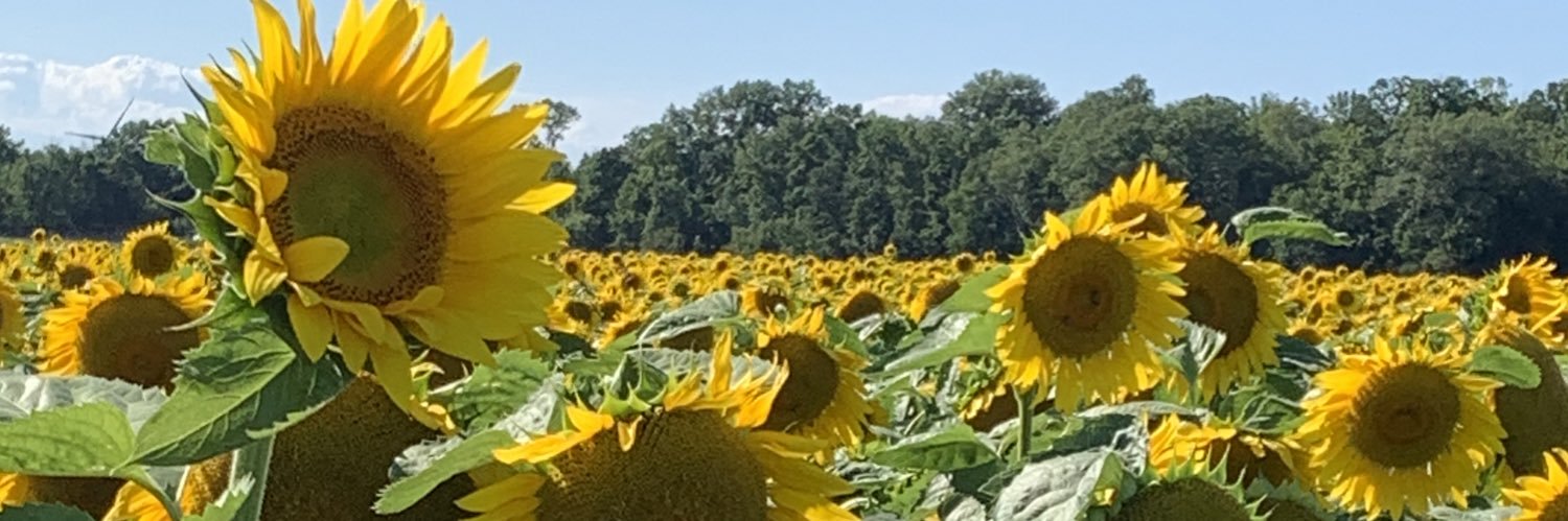 A Seip🐓🌈🌻🍀 banner