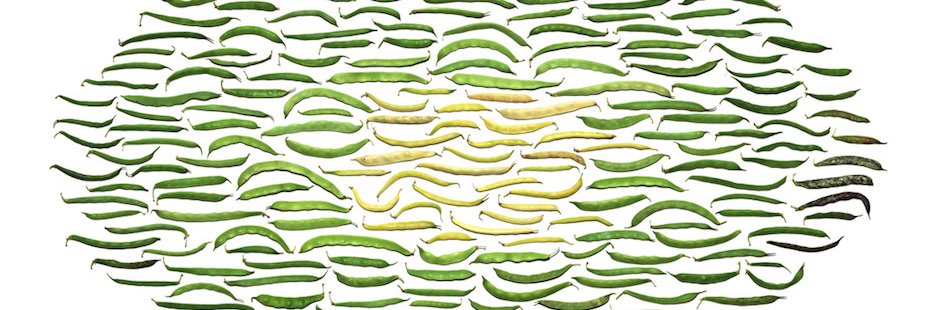 Legume Federation banner