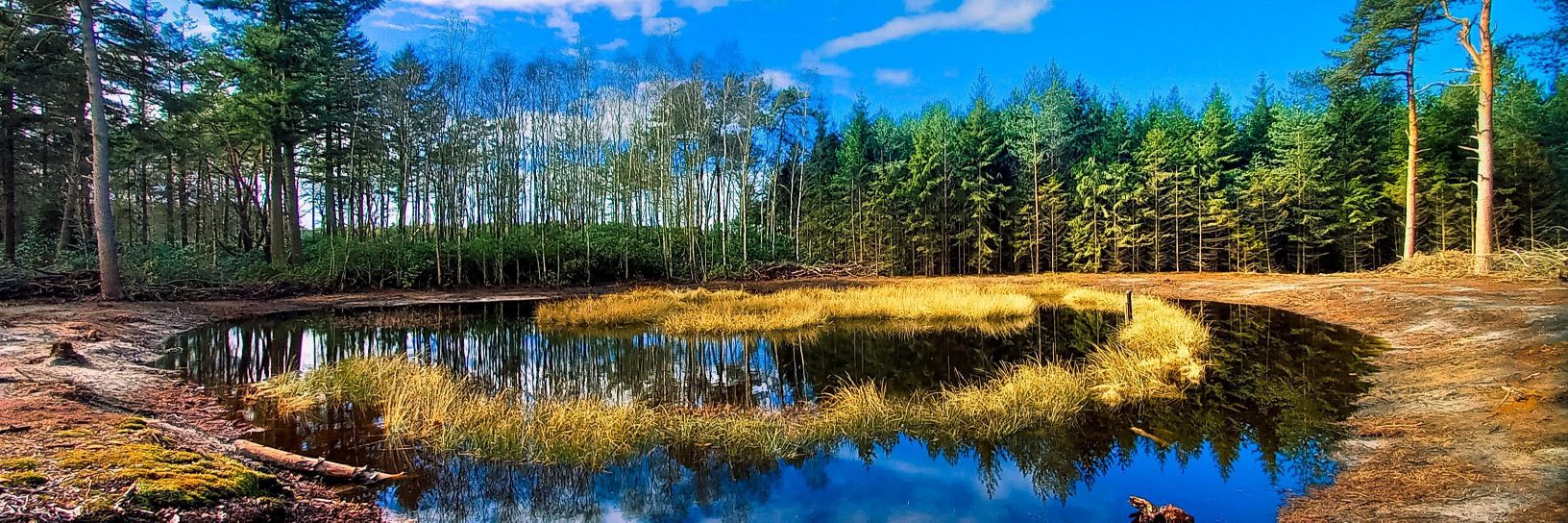 David Janssen banner