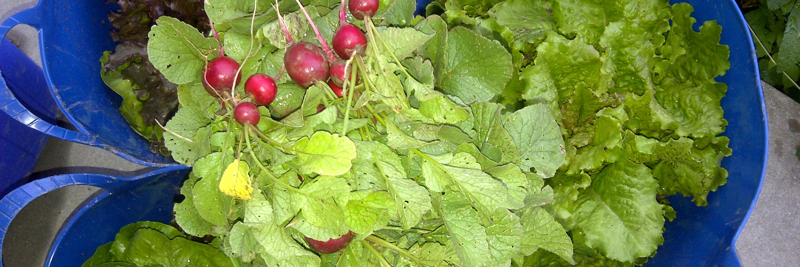 Equal Ground Gardens banner