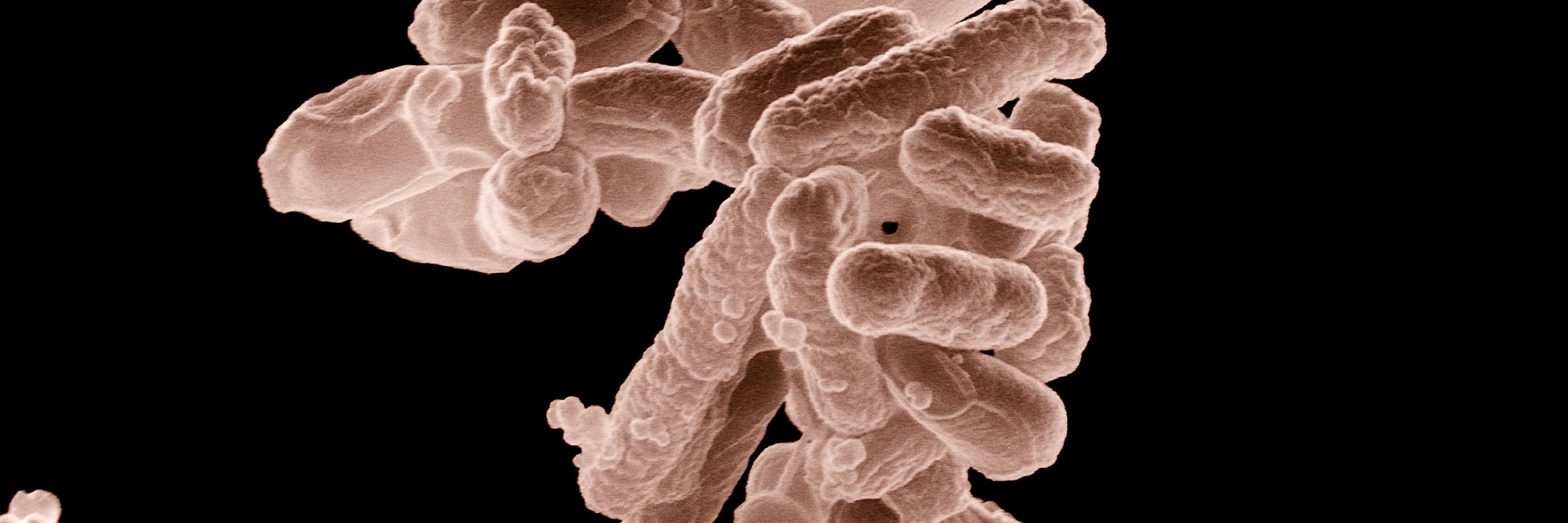 Microbiome Papers banner