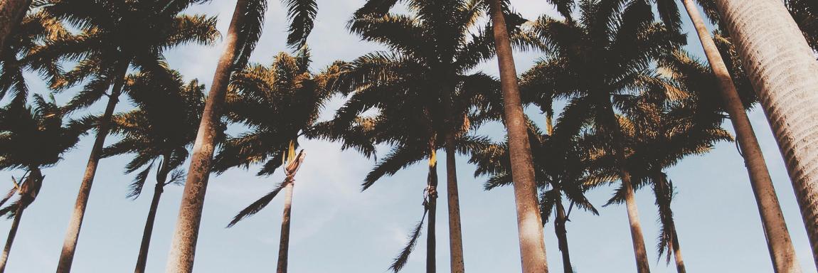 luise_mendes's profile banner image