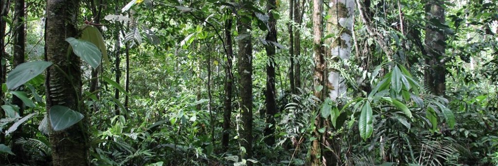 Allan Trambouze banner