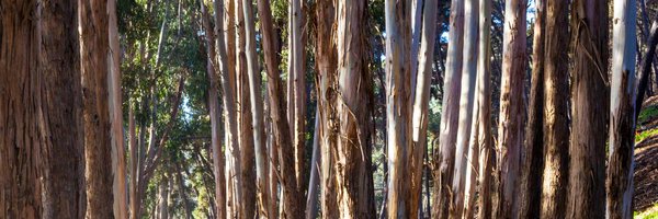 guilleripa Profile Banner