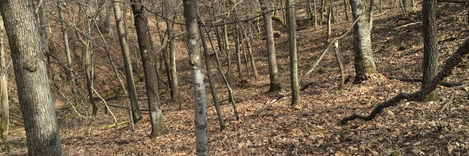 deer_dummy's profile banner image