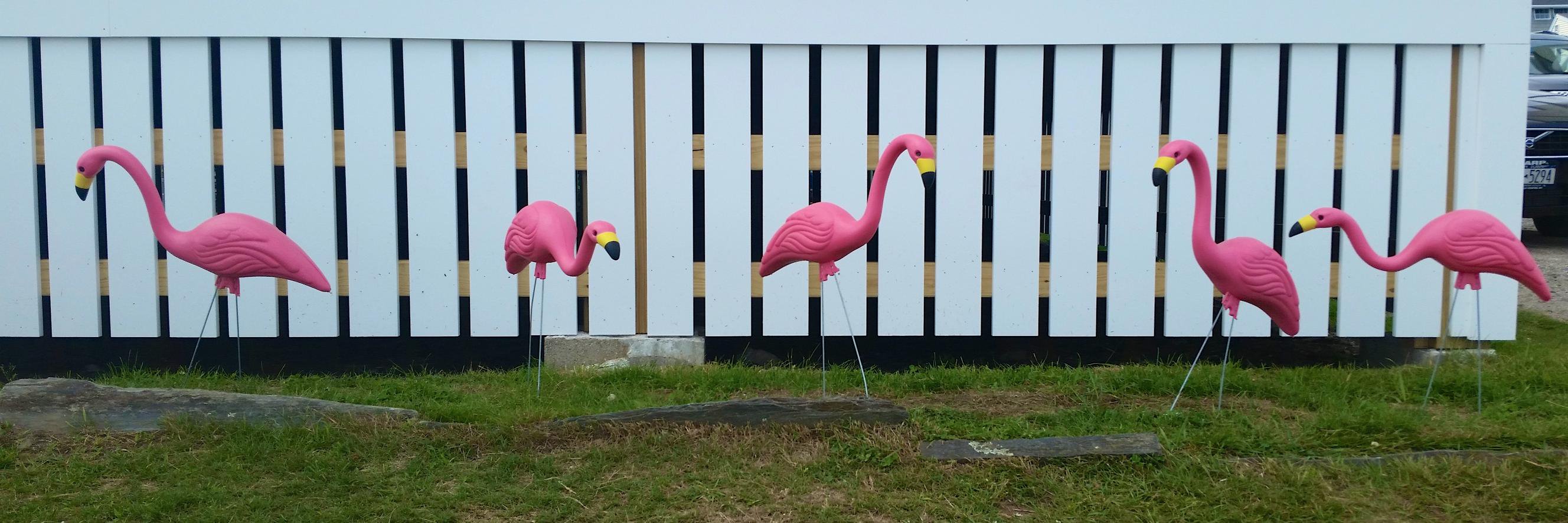 Samantha Guff banner