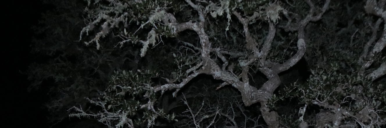 coryshadows's profile banner image