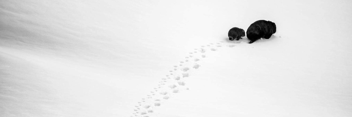 ABBEY DONALDSON banner