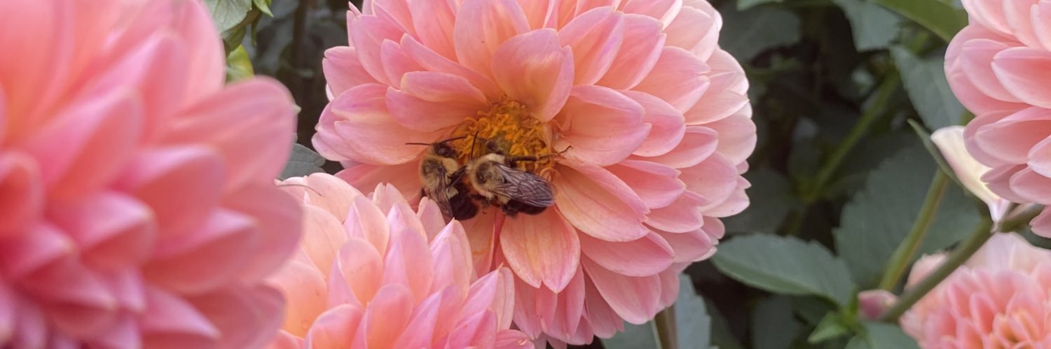 roseabbott_'s profile banner image