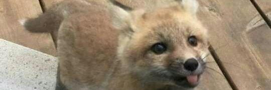 Foca2234's profile banner image