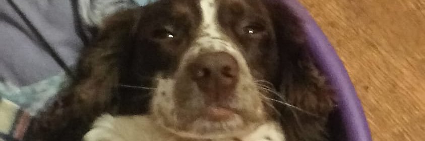 shannonLinehan4's profile banner image