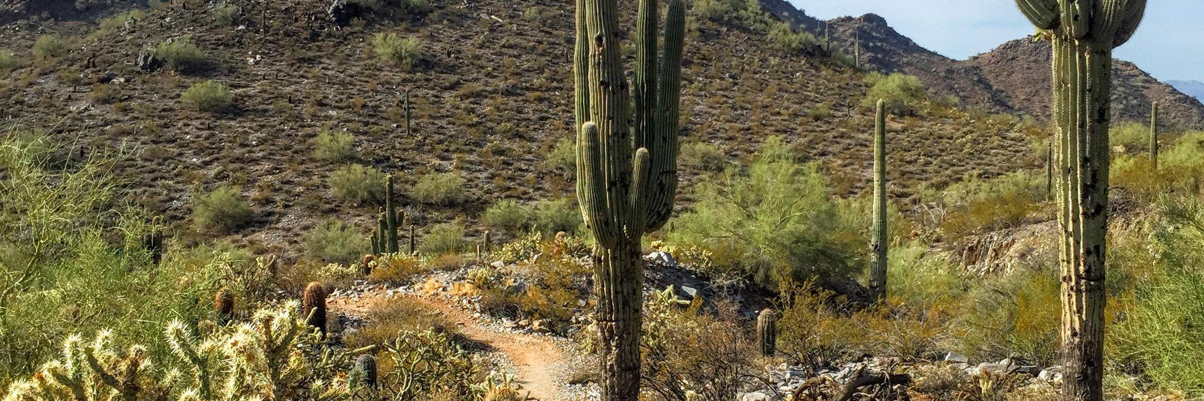 Babs S. Harrison banner