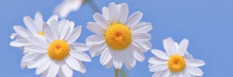 phatcharin2567's profile banner image