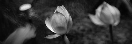 Sandy Auriene Sulli banner