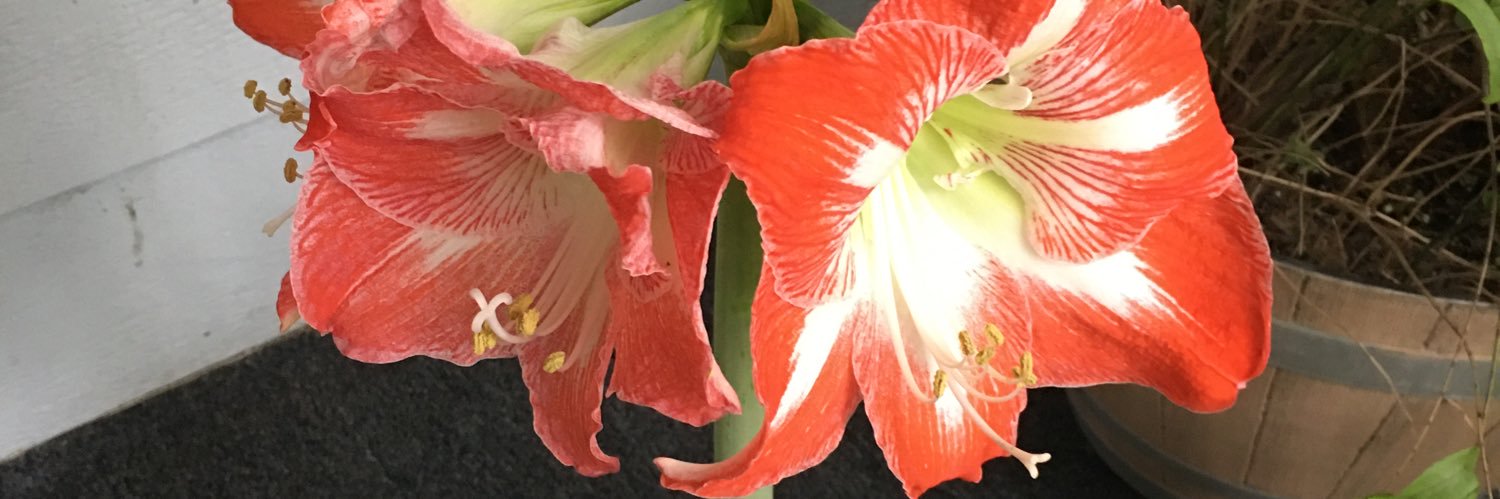 odd_ree7's profile banner image