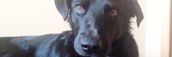 AllantheBeeber Profile Banner