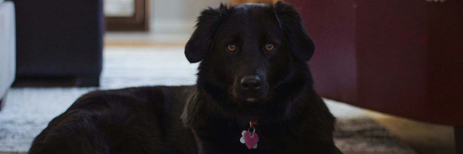 PedersenBryce's profile banner image