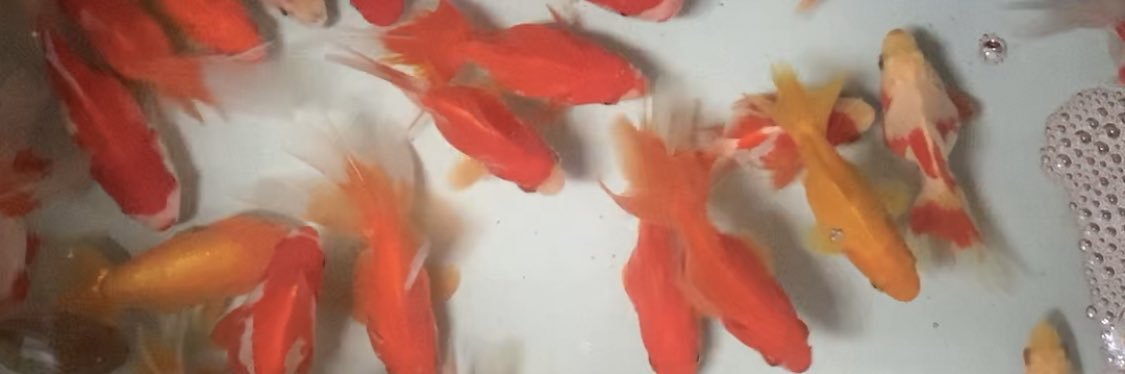 fishfarm_t's profile banner image