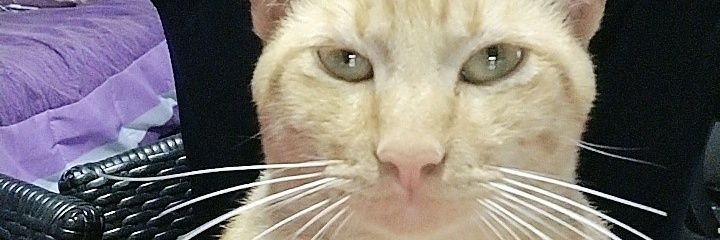 AnayeliYeli85's profile banner image