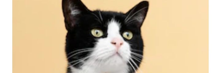 miocharly's profile banner image