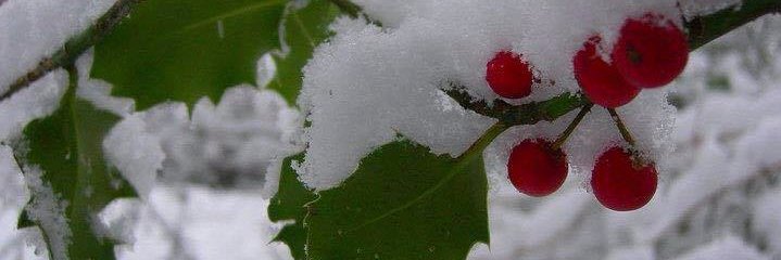 SacrdCircleFarm's profile banner image