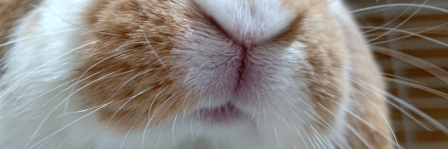 mocha_mousse_'s profile banner image
