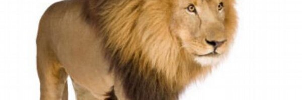 CseDoobie Profile Banner