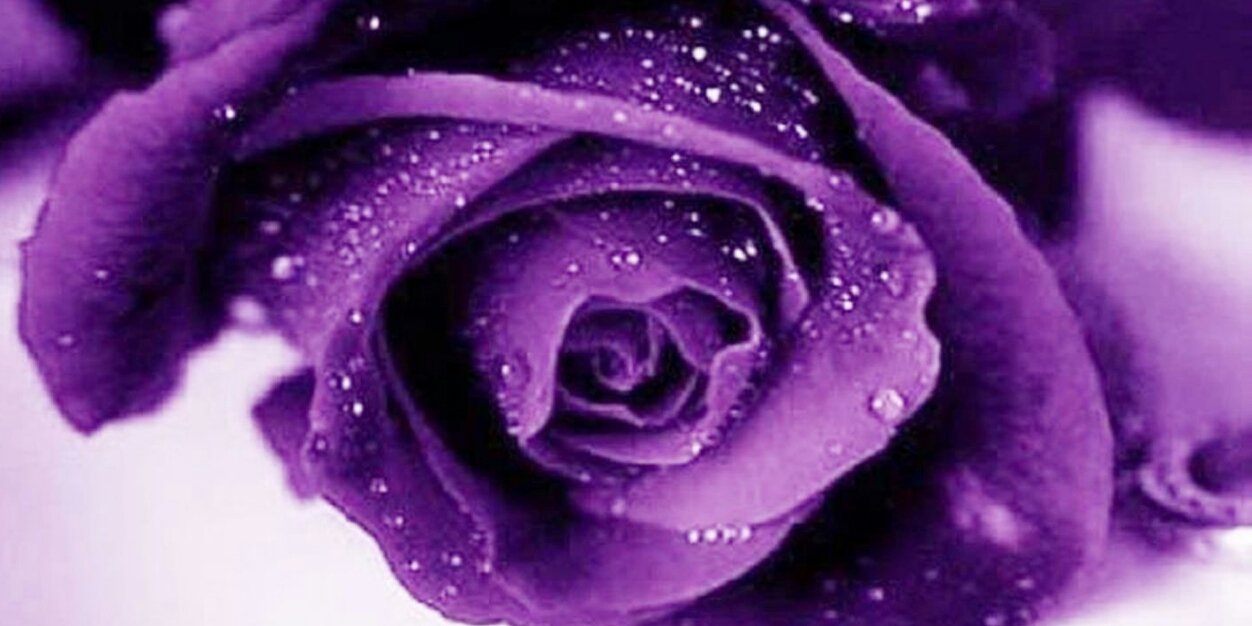 st3phani397's profile banner image