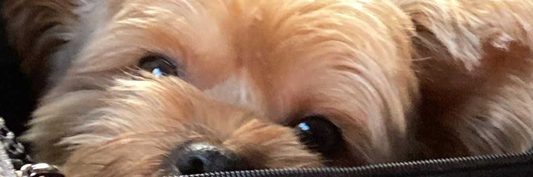 Nunaa_kan_'s profile banner image