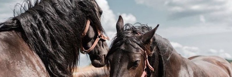 devrimfer's profile banner image