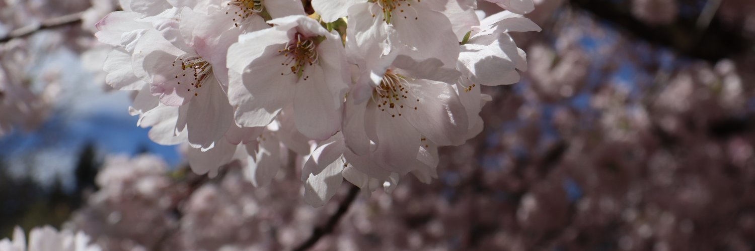 Bunheadwhat's profile banner image