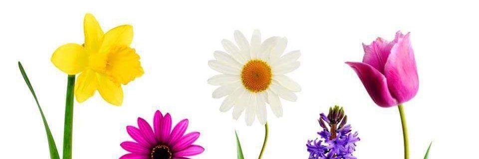falah4015's profile banner image
