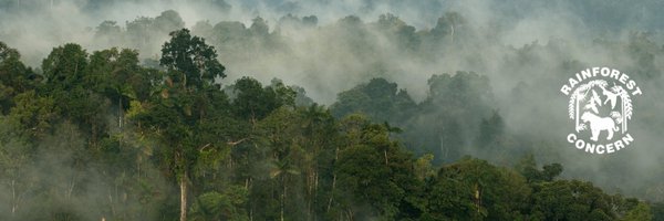 rainforestconce Profile Banner