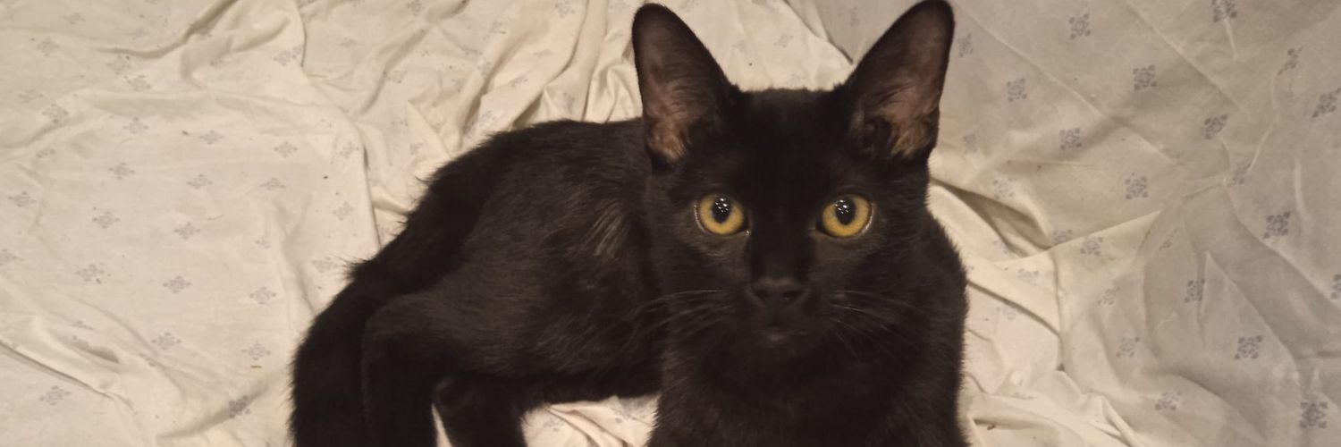 ESTEFANÍA MOTOMAMI. 🎯 banner