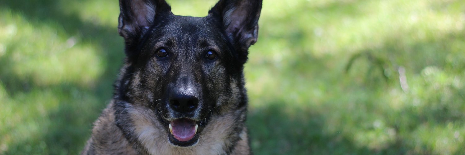 Dalton Sutton banner