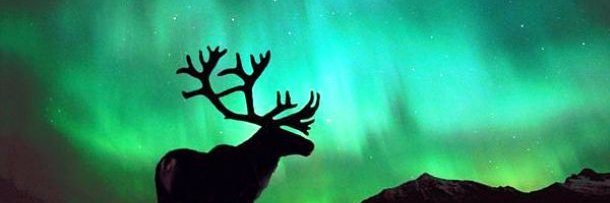 endofalice's profile banner image