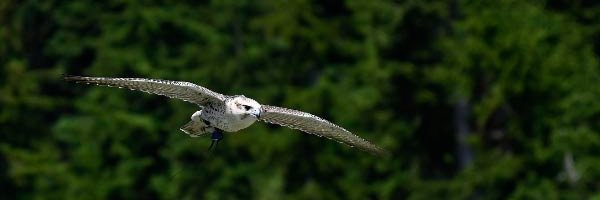 Hugh J. Martin III banner