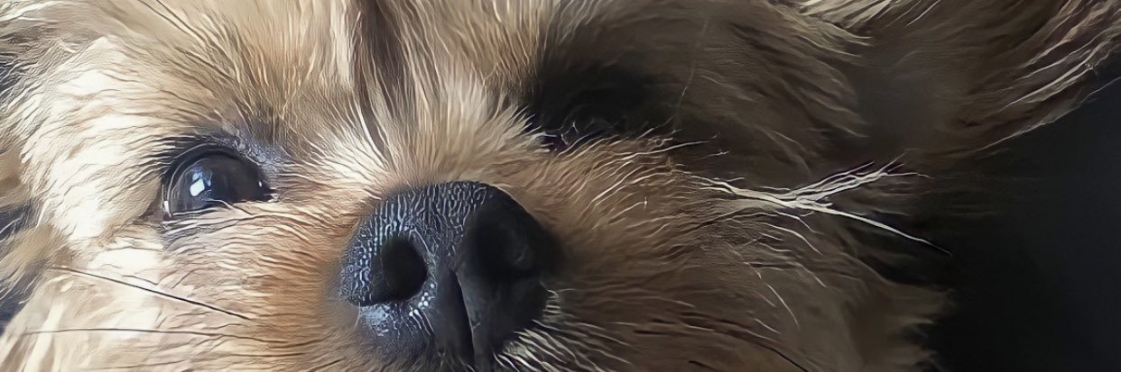 belullorens's profile banner image